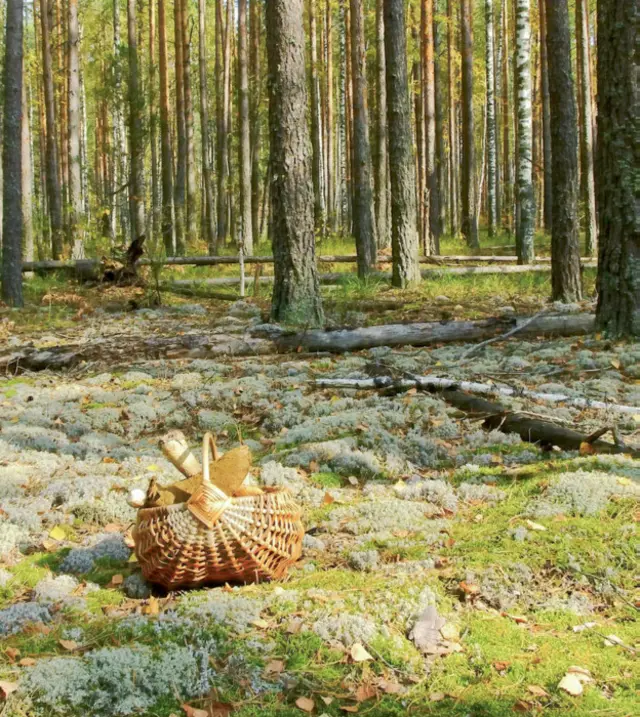 Корзина с грибами в лесу
