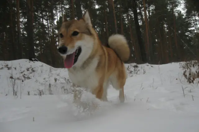 Лайка в лесу