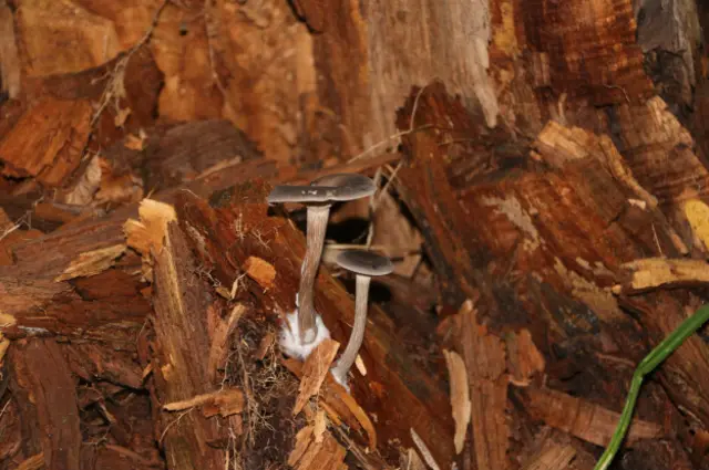 В осеннем лесу