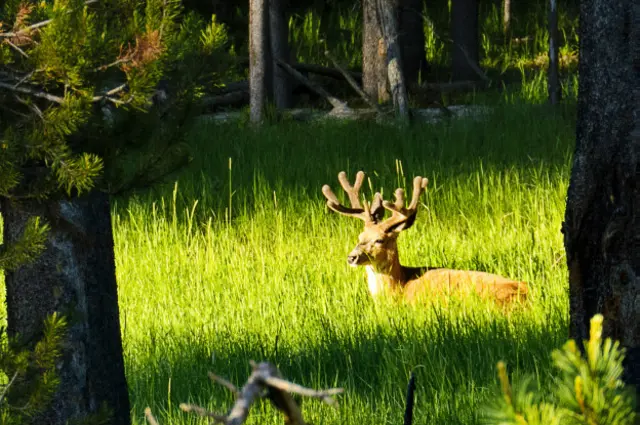 Олень в лесу