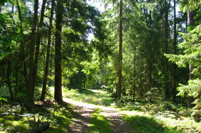 Беловежская пуща