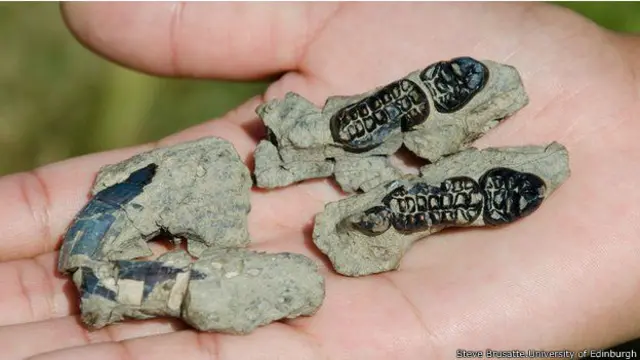 اس نئی دریافت کو کمبیٹوسالس سمونسا کا نام دیا گیا ہے، جس کی خوراک درخت اور پودے تھے، اور جس کی شکل اودبلاؤ سے ملتی جلتی تھی