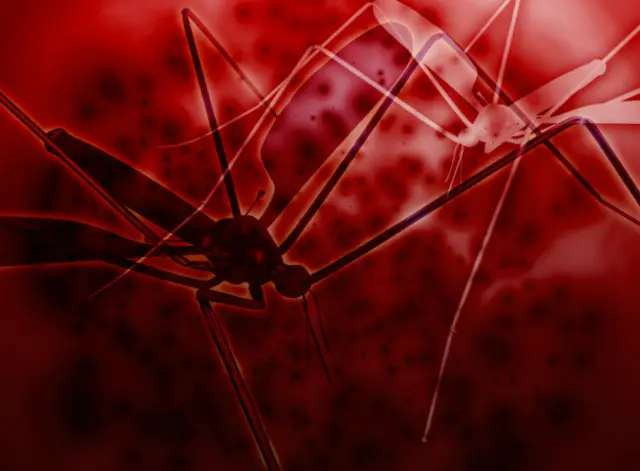 Малярийные комары