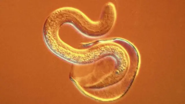 ولیم سی کیمبل اور ساتوشی اومورا نے ان خوردبینی جانوروں سے پیدا ہونے والی بیماریوں کا مقابلہ کرنے کے لیے ایک نیا طریقۂ علاج دریافت کیا تھا