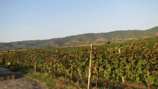 Kaxetiyada üzümçülüyün gələcəyi şərabçılığın şaxələndirilməsindən asılı olacaq