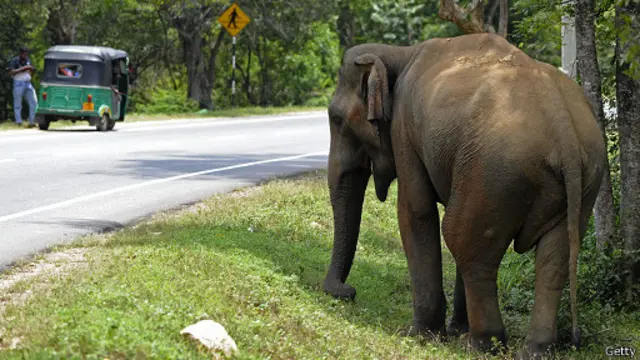 د څېړنې پربنسټ، د فیل او لویو کبانو په څېر مخلوقات تر ډېره په سرطان له اخته کېدو لیرې پاتې کېږي.