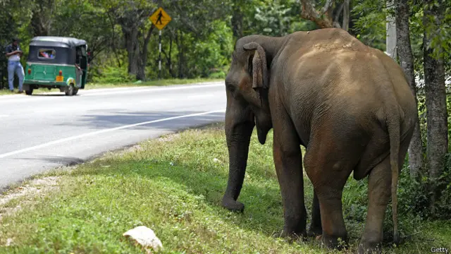 ‘මේ අලි අල්ලලා හබරණ අලි පුනරුත්තාපන මධ්‍යස්ථානයට ගෙන යාමට අමාත්‍යවරයා නියෝග කළා’ 