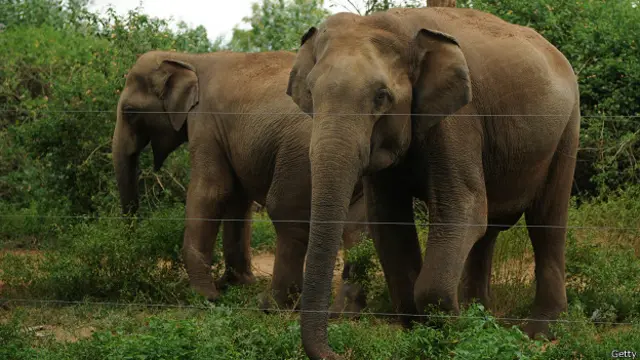ගම්වැසියන්ගේ ආරක්ෂාව පිණිස ඉදිරියේදී විදුලි වැටක් ඉදි කිරීමට පියවර ගන්නා බව මඩකලපුව දිසා ලේකම්වරිය පීඑම්එස් චාල්ස් පවසයි