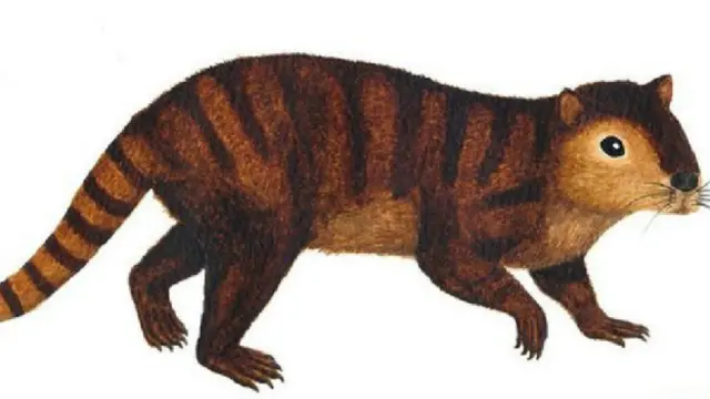 دکتر بروسات از دانشگاه ادینبورو می گوید که پس از انقراض دایناسورها، نوبت عافیت پستانداران رسید