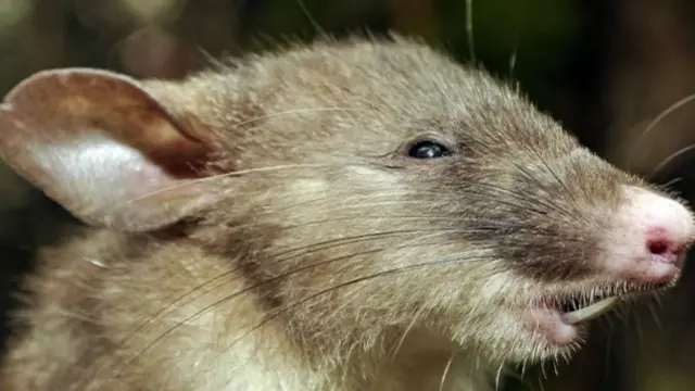 خنزیر جیسی ناک والا چوہا