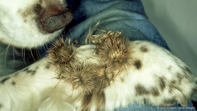 自然始终在促进科技进步(图片来源:SMC Images / Getty Images)