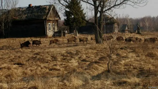 研究人员对大型哺乳动物跟踪调查多年