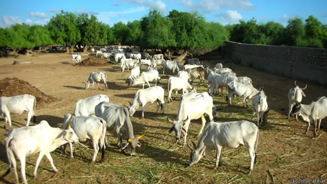 ملک میں ایک عرصے سے سبزی خوری کے نام پر گوشت خوری کے خلاف ایک انتہا پسند مذہبی تحریک چل رہی ہے اور مختلف سخت گیر ہندو تنظیمیں گوشت خوری کے خلاف مذہبی نفرت کا جذبہ پیدا کرنے میں لگی ہو ئی ہیں