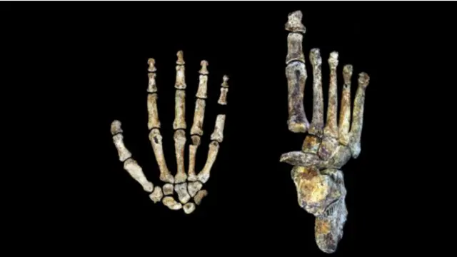 به غیر از قوس انگشتان، دست و پای این موجود خیلی شبیه به انسان امروزی بوده است