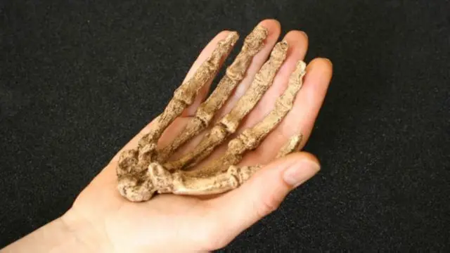 نمونه ای بازسازی شده از پنجه هومو نالدی. قد این موجود حدود ۱۵۰ سانتی متر بوده است