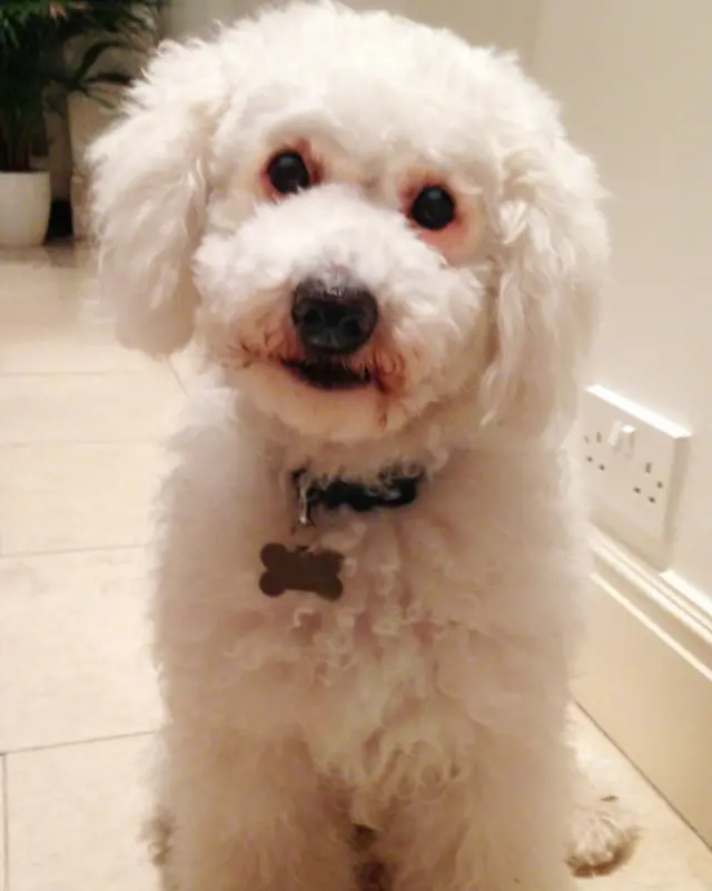 AlfBob who needs a haircut