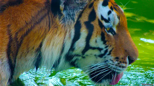 Бенгальский тигр