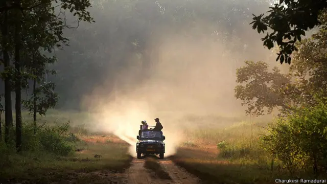 Сафари на внедорожнике в заповеднике Канха в Индии