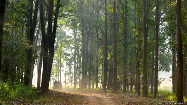 Заросли шореи в заповденике Канха