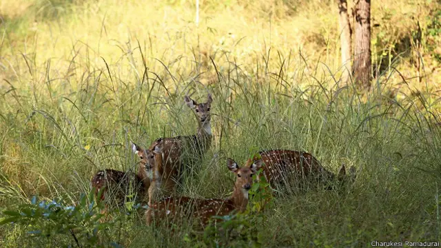 Олени-читалы в заповеднике Канха в Индии