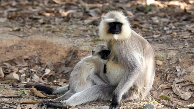 Обезьяны-лангуры в заповеднике Канха в Индии