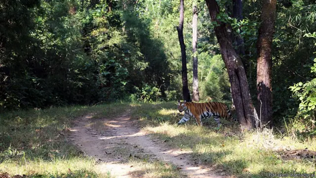 Тигр в заповеднике Канха