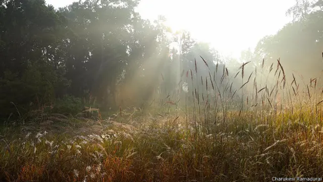 Луг в заповеднике Канха