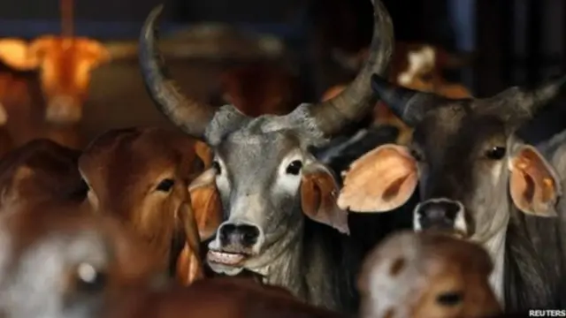 ہندوں کے نزدیک گائے ایک مقدس جانور ہے جس کی بہت سے علاقوں میں پوجا کی جاتی ہے 