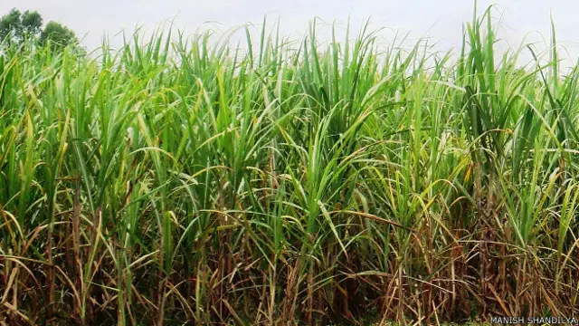 गन्ने के खेत