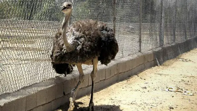 ممارسة الحياة اليومية - الحيوانات البرية في الفرات 