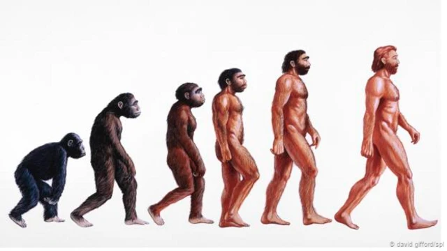 Representación de la evolución humana