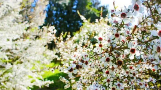 Ong thụ phấn cho các bụi cây manuka, loài cây bản địa của New Zealand
