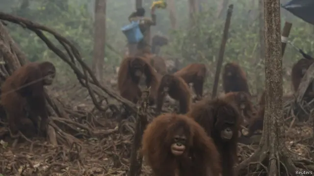 orang utan