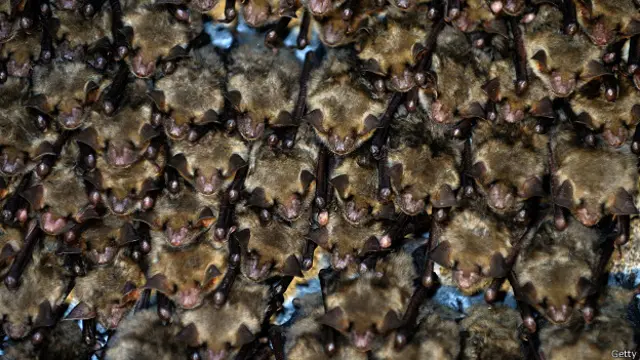 Колония летучих мышей