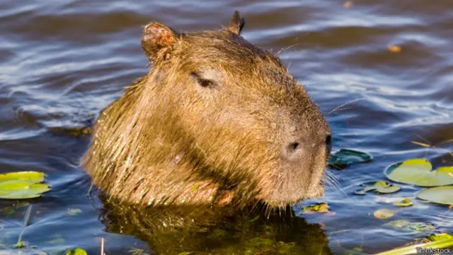 Водосвинка копибара