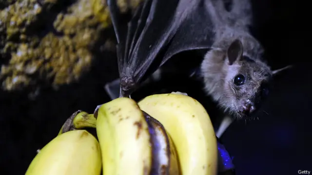Фруктоядная летучая мышь