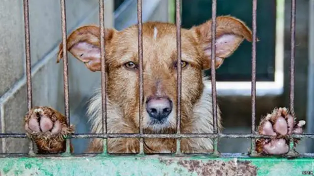 डॉग पाउंड