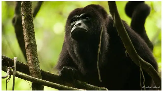 Monyet Howler