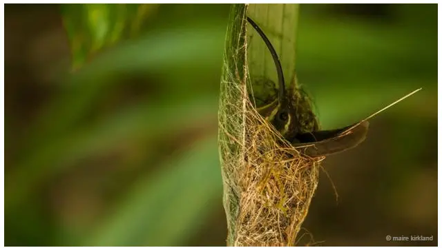 Burung petapa Meksiko