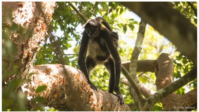 Monyet laba-laba Yucatan
