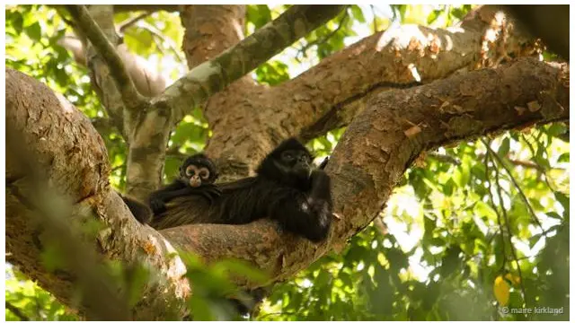 Monyet laba-laba Yucatan