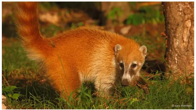 Coati