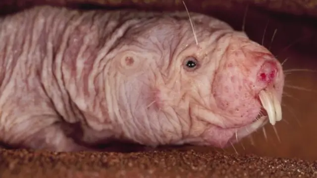 Ratos-toupeiras-pelados nunca apresentaram tumoresslot zeus 3 gratisdécadasslot zeus 3 gratisobservações