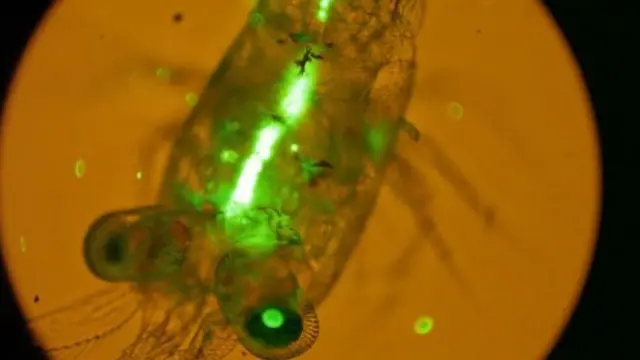 ساینس پوهان په دې هکله څېړنې کوي چې د کوپي پاډ په نامه کوچني سمندري ژوي به څرنګه وړې پلاستیکي زرې چې رڼا خپروي هضمې کړي.