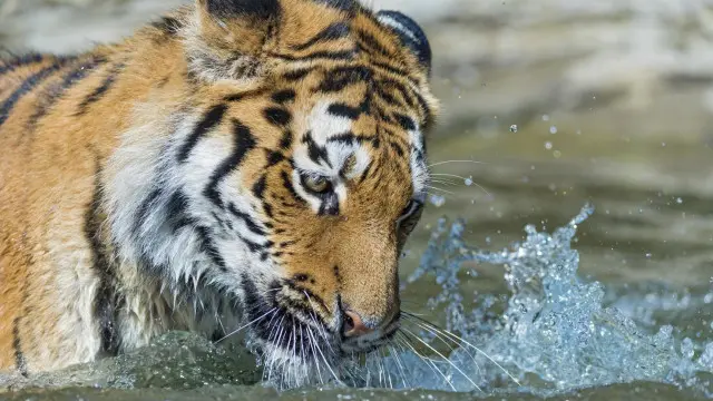 Harimau Siberia