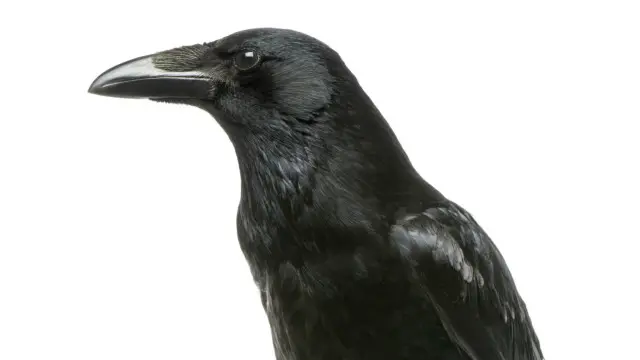 تتعرف الغربان على وجوه البشر بشكل جيد