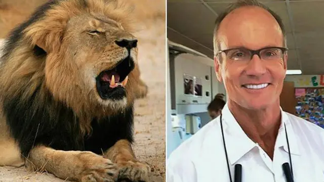 Sư tử Cecil bị nha sỹ Walter Palmer bắn chết