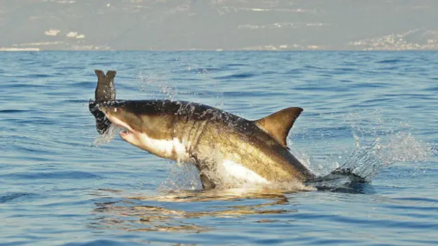 鲨鱼可以跃出水面数米高(Getty图片)