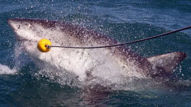 大白鲨是可怕的捕猎动物 (Getty图片)