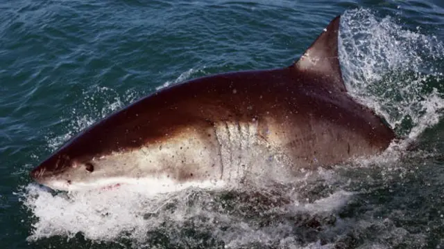 大白鲨不仅仅只是捕食者 (Getty图片)